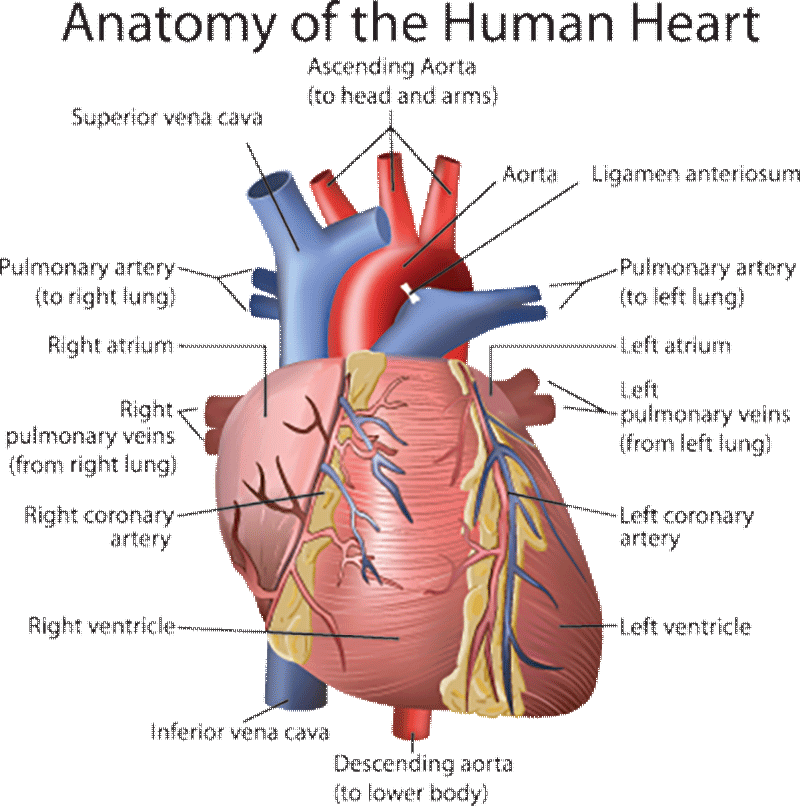 You Gotta Have Heart - Pilot Medical Requirements